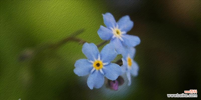 浓情厚谊绽放的花海 勿忘我,永恒的爱