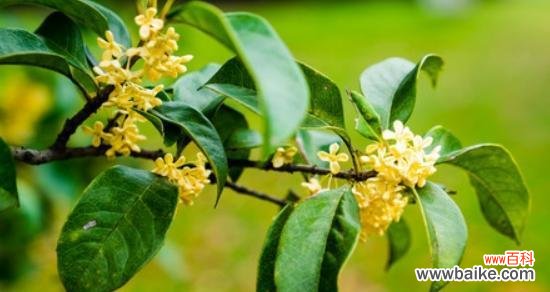 四季桂花的美丽花语及其象征的幸福与希望 四季桂花的花语——盛开人生的芳香