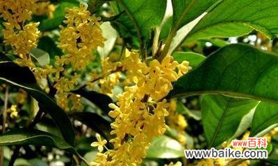 四季桂花的美丽花语及其象征的幸福与希望 四季桂花的花语——盛开人生的芳香