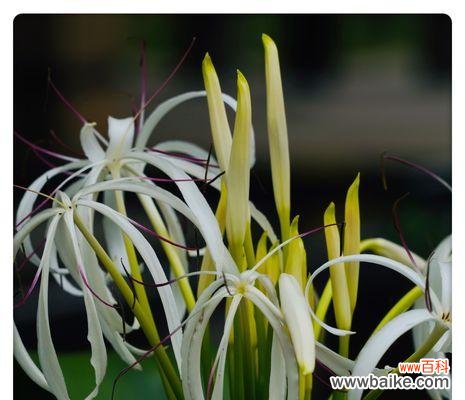 探寻文殊兰花的神秘语言与象征意义 文殊兰花的深刻寓意