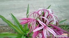 探寻文殊兰花的神秘语言与象征意义 文殊兰花的深刻寓意