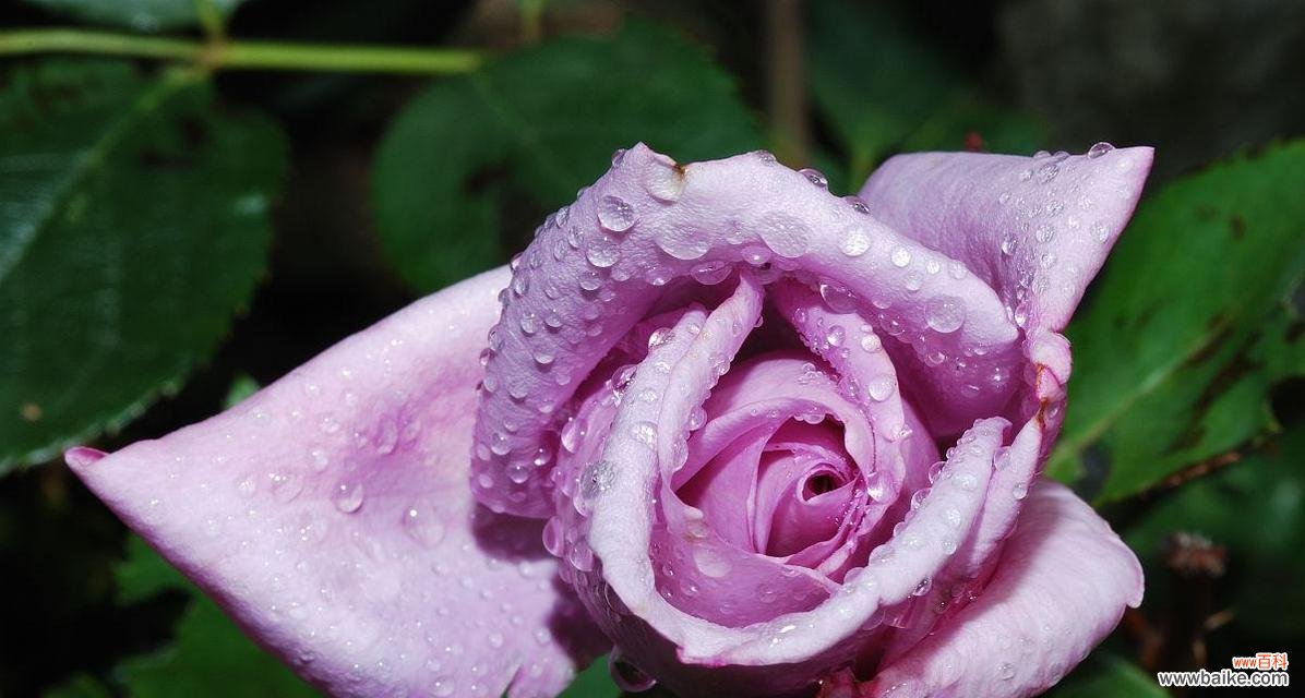 揭示紫色玫瑰的神秘与深意 紫色玫瑰的寓意与象征