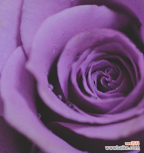 揭示紫色玫瑰的神秘与深意 紫色玫瑰的寓意与象征