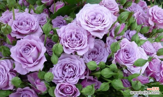 揭示紫色玫瑰的神秘与深意 紫色玫瑰的寓意与象征