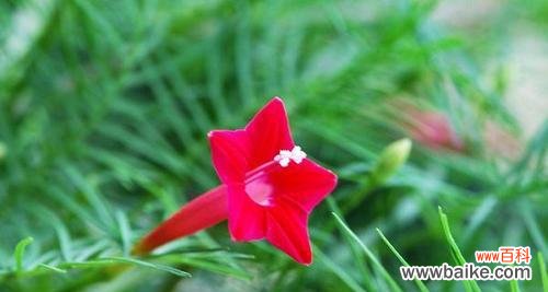 深入解读五角星花的寓意 五角星花的寓意与象征意义