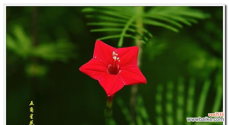 深入解读五角星花的寓意 五角星花的寓意与象征意义