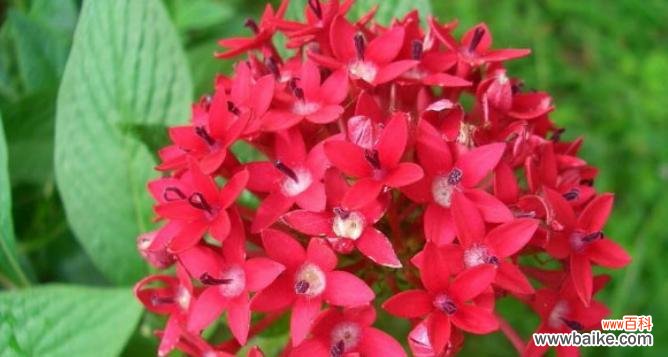 深入解读五角星花的寓意 五角星花的寓意与象征意义