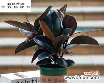 探索黑金刚橡皮树生命意义的奥秘 黑金刚橡皮树