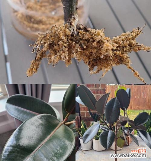 探索黑金刚橡皮树生命意义的奥秘 黑金刚橡皮树