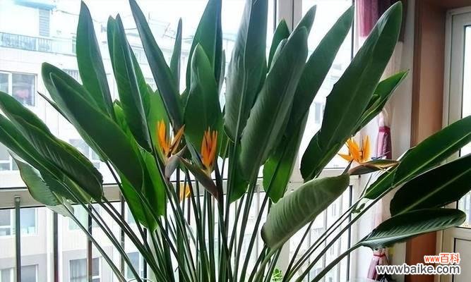 探索黑金刚橡皮树生命意义的奥秘 黑金刚橡皮树