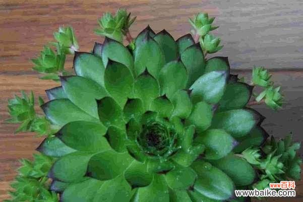 解读观音莲的花语及其象征的意义 观音莲的花语与寓意