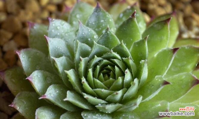 解读观音莲的花语及其象征的意义 观音莲的花语与寓意