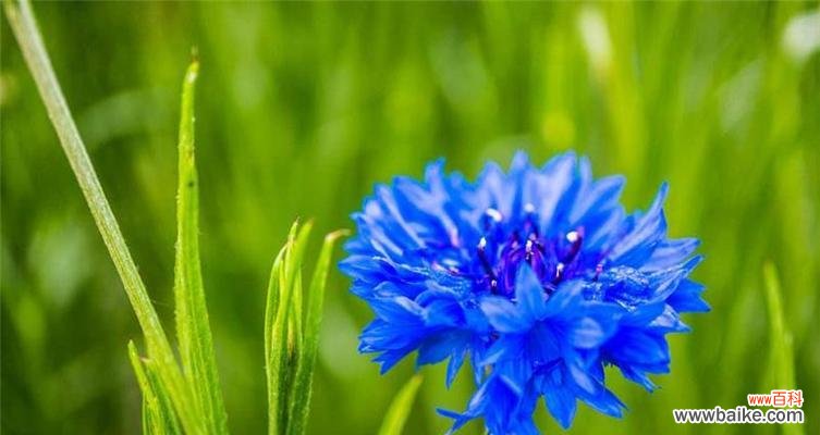 用矢车菊传达情感 矢车菊的花语与象征