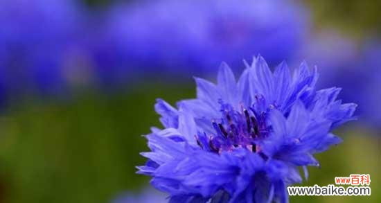 用矢车菊传达情感 矢车菊的花语与象征