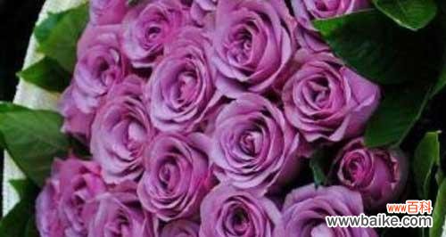深情与神秘的紫色之花 紫玫瑰的花语与传说