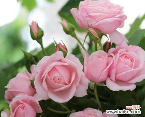 深情与神秘的紫色之花 紫玫瑰的花语与传说