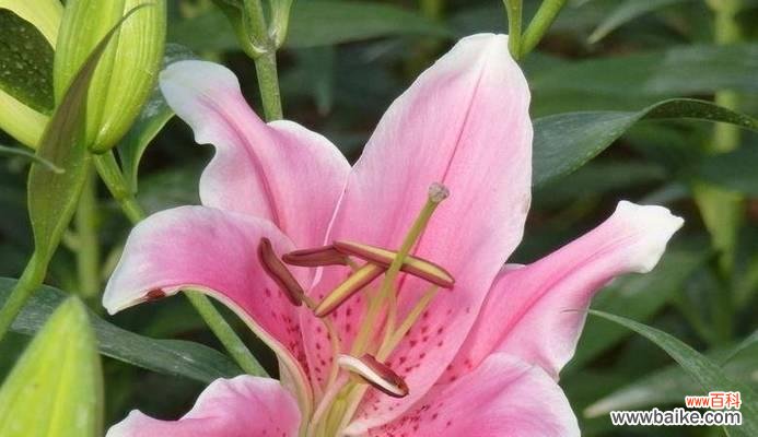 百合花语揭示真挚与无私的爱的内涵 用百合花传递无私的爱