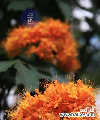 百合花语揭示真挚与无私的爱的内涵 用百合花传递无私的爱