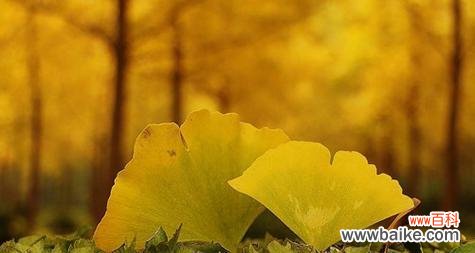 揭示银杏树的象征意义与神奇力量 银杏树