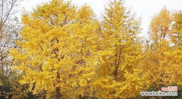 揭示银杏树的象征意义与神奇力量 银杏树