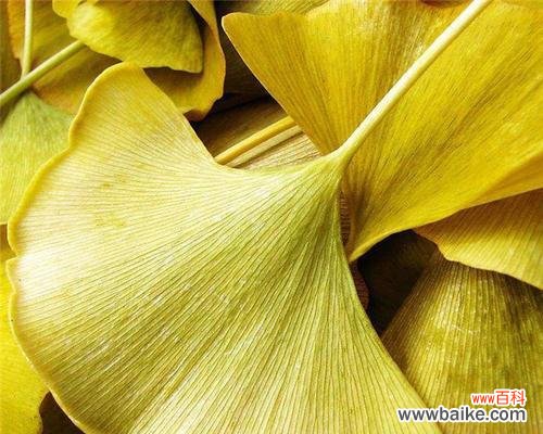 揭示银杏树的象征意义与神奇力量 银杏树