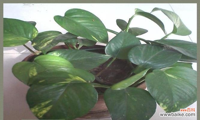 探寻绿萝的花语与意义 绿萝花语与生活的启示