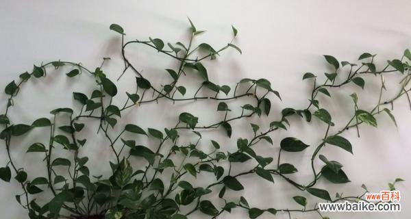 探寻绿萝的花语与意义 绿萝花语与生活的启示