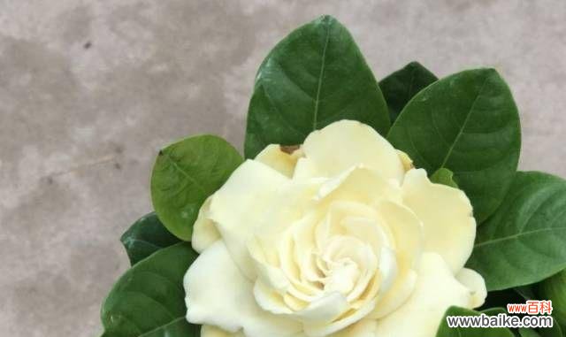 探寻绿萝的花语与意义 绿萝花语与生活的启示