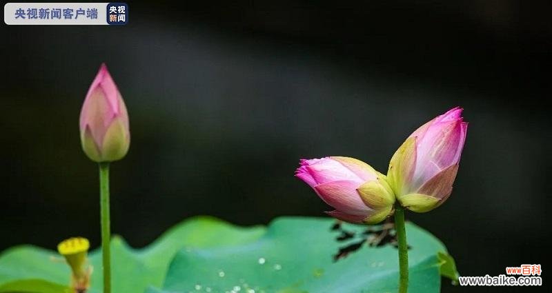 生生不息 以并蒂莲寓意和谐与团结
