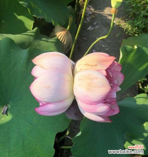 生生不息 以并蒂莲寓意和谐与团结