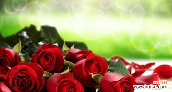 爱情和热情的象征 红玫瑰的花语与寓意