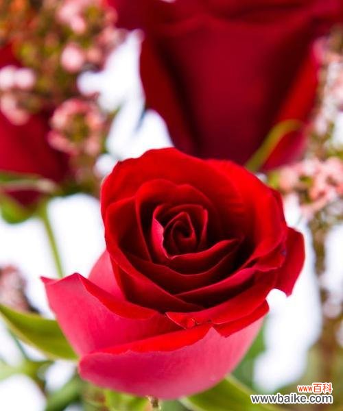 爱情和热情的象征 红玫瑰的花语与寓意