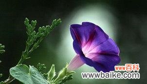 解读牵牛花的隐含寓意与感情表达方式 牵牛花的花语及象征意义