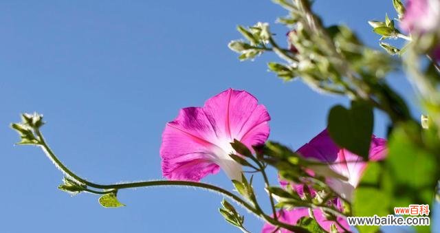 解读牵牛花的隐含寓意与感情表达方式 牵牛花的花语及象征意义