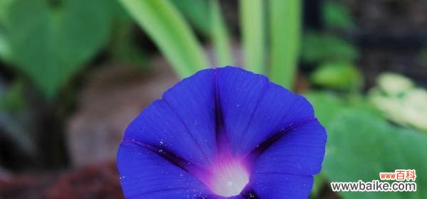 解读牵牛花的隐含寓意与感情表达方式 牵牛花的花语及象征意义