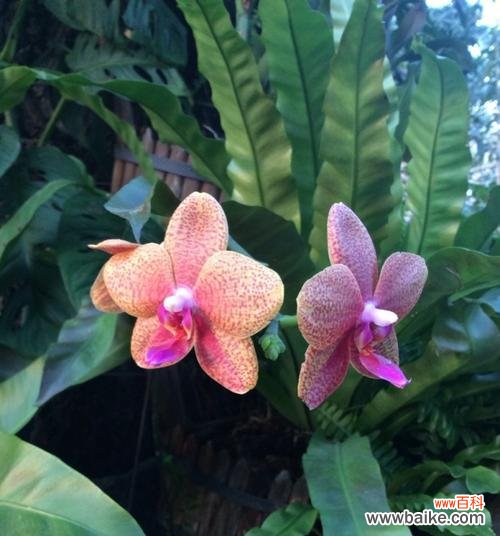 深入探索双生花的寓意与象征 双生花