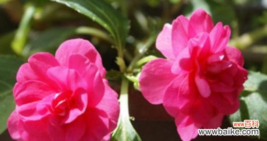 深入探索双生花的寓意与象征 双生花