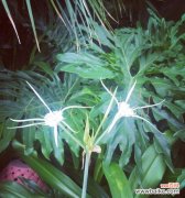 深入探索双生花的寓意与象征 双生花