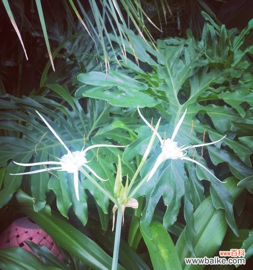 深入探索双生花的寓意与象征 双生花