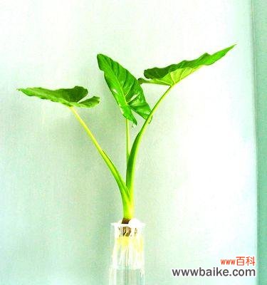 探寻滴水观音的花语之谜 滴水观音