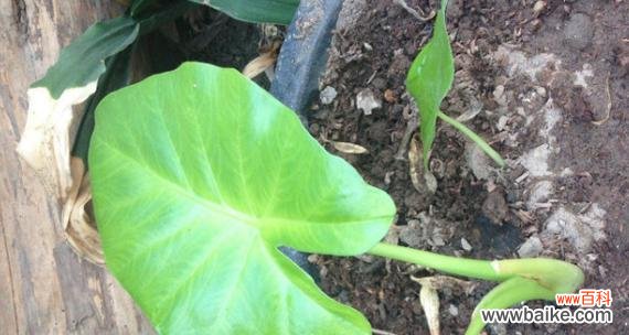 探寻滴水观音的花语之谜 滴水观音