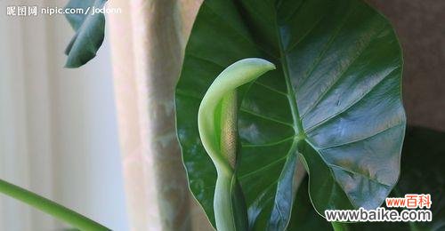 探寻滴水观音的花语之谜 滴水观音