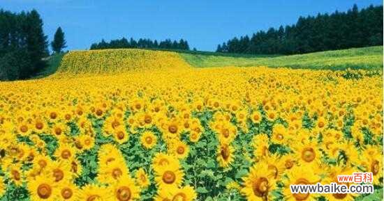 以太阳为向导的希望之花——向日葵 向日葵的象征意义及其深刻内涵