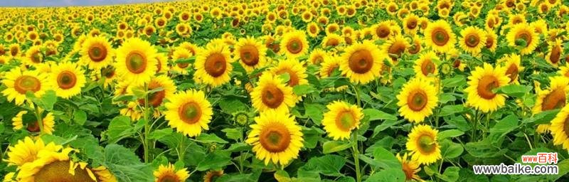 以太阳为向导的希望之花——向日葵 向日葵的象征意义及其深刻内涵