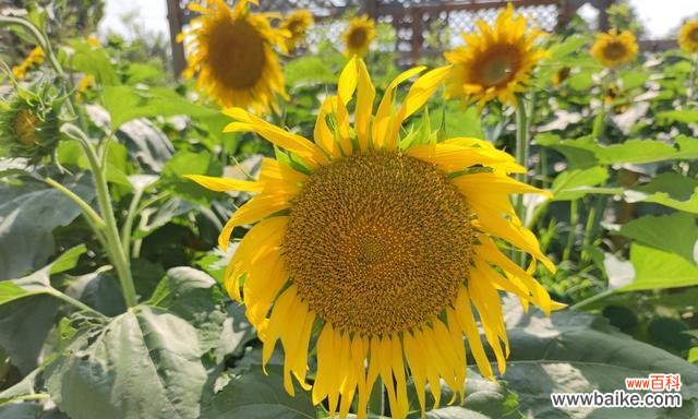 以太阳为向导的希望之花——向日葵 向日葵的象征意义及其深刻内涵