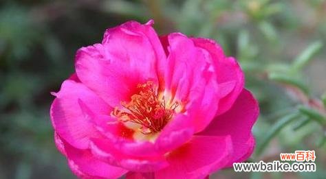 以丁香花的花语为主题 用奇迹的花语述说生命的奇迹