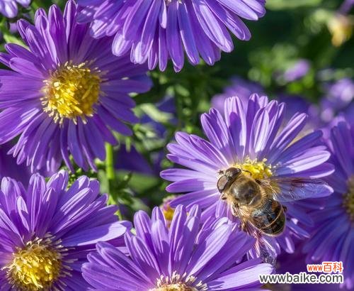 以丁香花的花语为主题 用奇迹的花语述说生命的奇迹