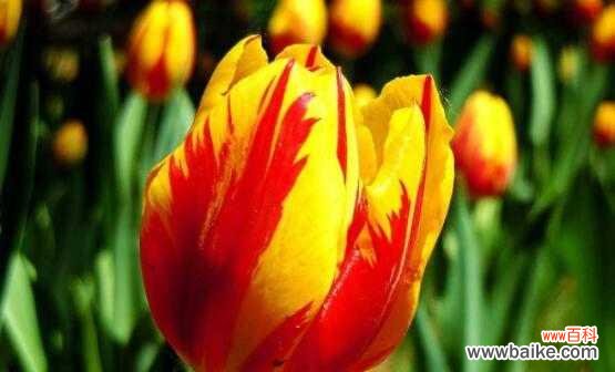 花开如诗 紫色郁金香的花语