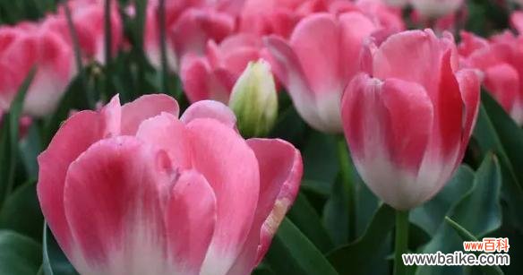 花开如诗 紫色郁金香的花语