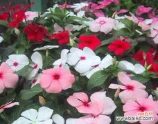 传递生命力与坚韧精神的花卉 长春花